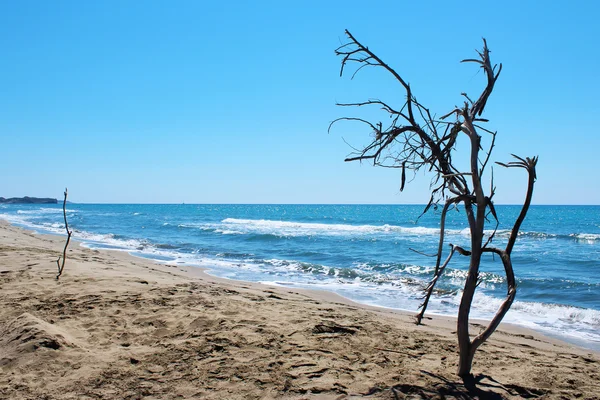 Dry tree — Stock Photo, Image