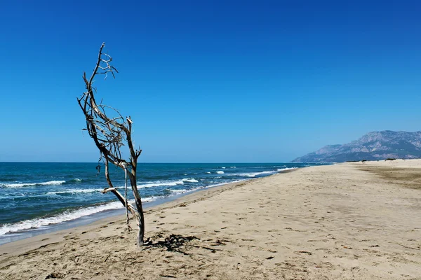 Dry tree — Stock Photo, Image