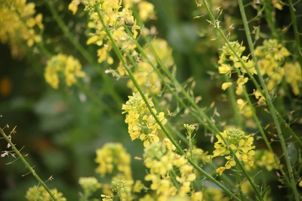 Flores de primavera — Foto de Stock