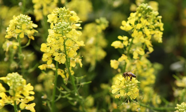 Цветы на пчеле — стоковое фото