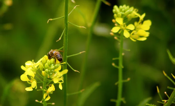 Flores en la abeja — Foto de Stock