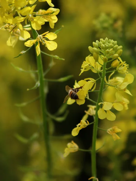 Flores en la abeja — Foto de Stock