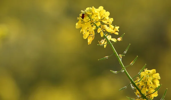 Flores de primavera — Foto de Stock