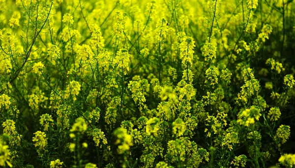 Flores de primavera — Foto de Stock