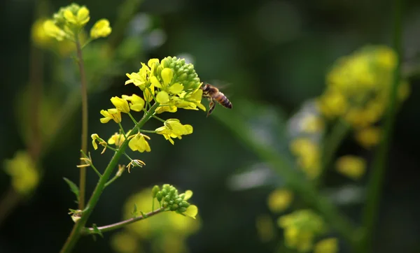 Flores en la abeja — Foto de Stock