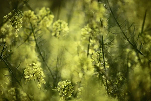 Flores de primavera — Foto de Stock