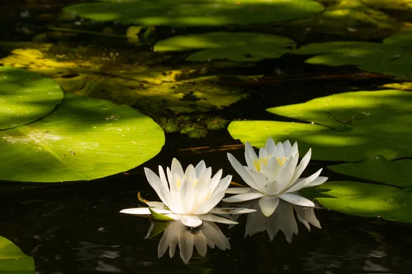 Water lily — Stock Photo, Image