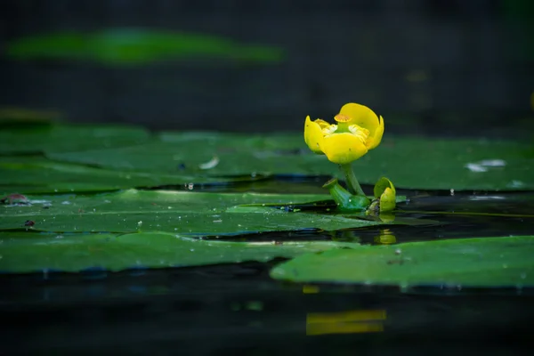 Spritzer-Dock — Stockfoto