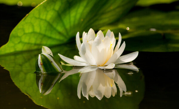 Water lily