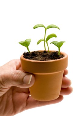 Hand Holding Small Pot With Seedlings clipart