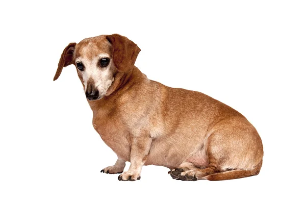 Äldre hund sittande — Stockfoto