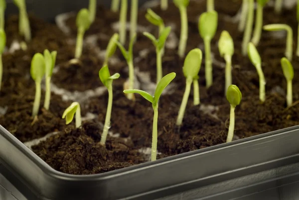 çocuklar büyümeye zaman