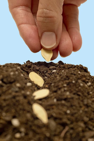Výsadbu semen, blízko až xxxl — Stock fotografie