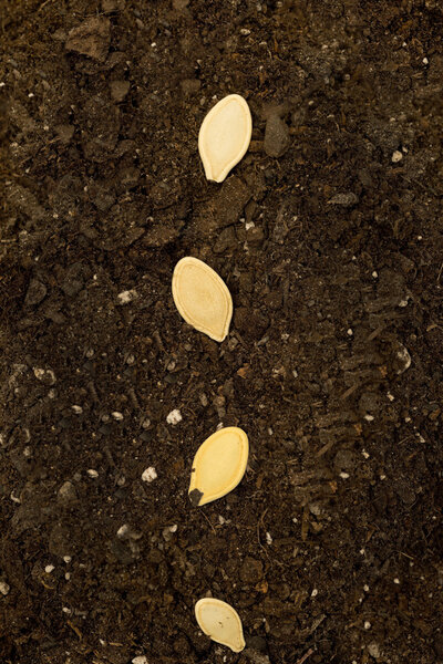 Семена в вертикальном штоке почвы
