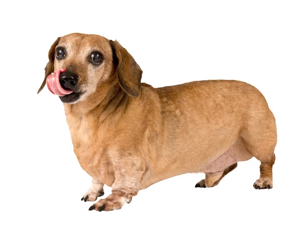 Собака с языком, выглядящая голодной, изолированной на белом — стоковое фото