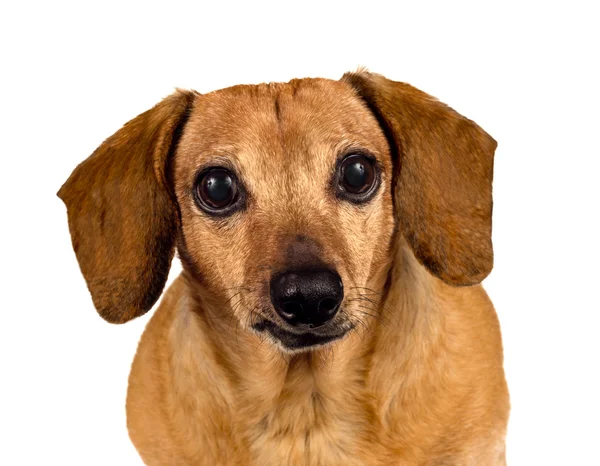 Puppy hondje op zoek naar jou close-up geïsoleerd op wit — Stockfoto