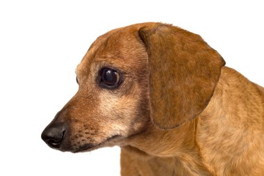 Dog Looking Sideways Close Up Isolated