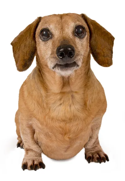 Daschund ser fram emot närbild isolerade — Stockfoto