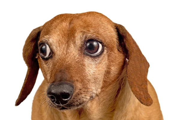 Hond op zoek betrokken close-up geïsoleerde — Stockfoto