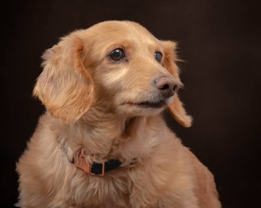 Uzun saçlı bir İngiliz dachshund 'un koyu kahverengi bir arka planda sağa bakarken yatay yakın çekimi..