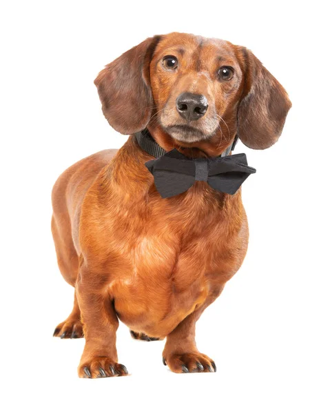 Vertical Shot Sophisticated Weiner Dog Wearing Black Bowtie Isolated White — Stock Photo, Image