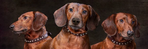 Horizontaal Samengesteld Portret Van Een Weiniger Hond Met Penseelstreken Donkere — Stockfoto