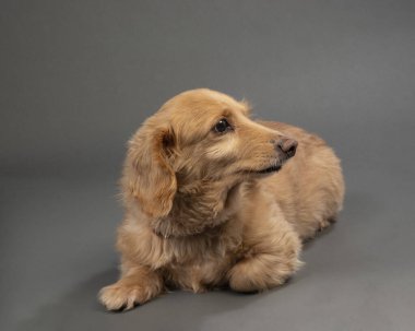 Gri, pürüzsüz bir arkaplanda güzel, uzun saçlı bir dachshund 'un yatay görüntüsü..