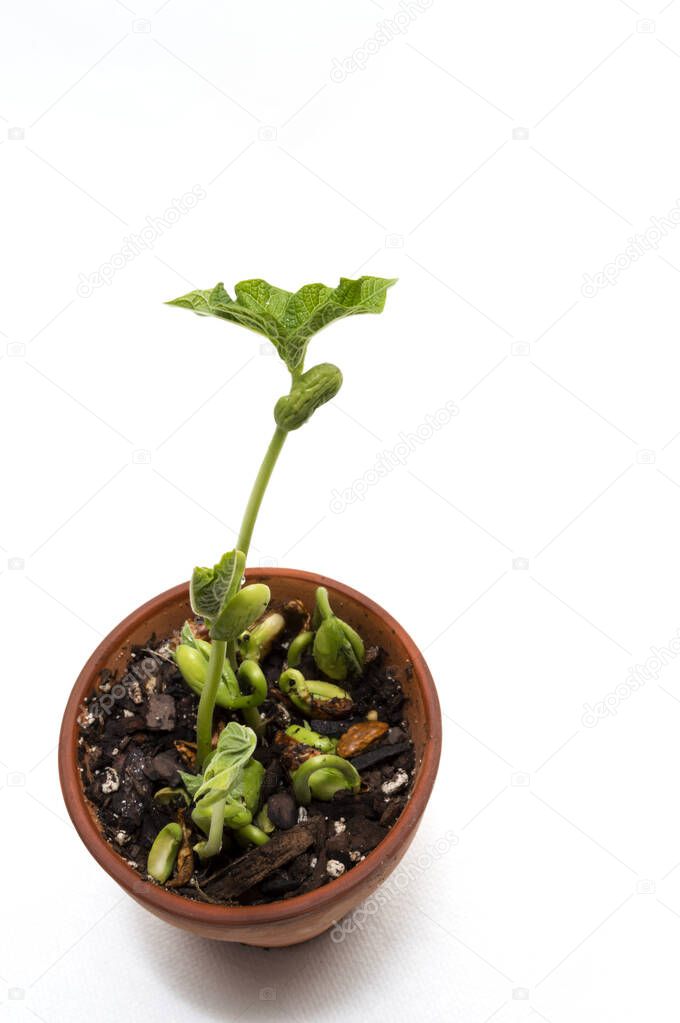 Vertical shot of a bean sprout growing in a crowded pot on a shite background with copy space.