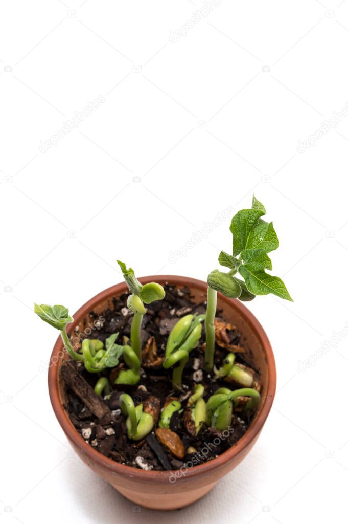 Vertical shot of crowded sprouts in a clay pot on a white background with copy space.