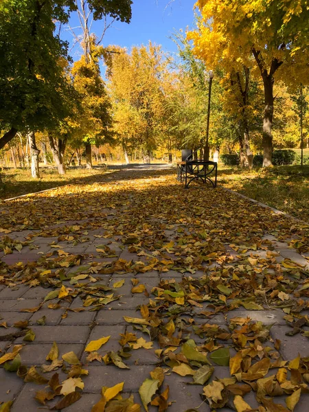 autumn leaves yellow, red, green, gold on the asphalt road in the park for design