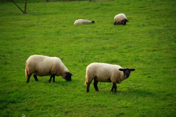 Sheeps eten van gras — Stockfoto