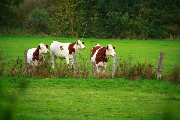 Vacas comiendo hierba detrás de vallas — Foto de Stock