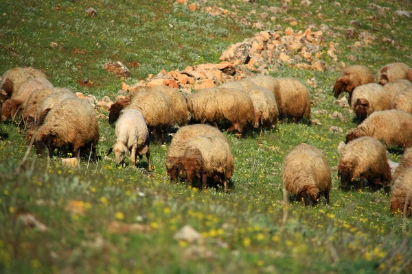 Ovinos comendo na colina — Fotografia de Stock