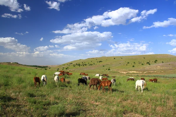 Cavalo comendo grama no campo — Fotografia de Stock