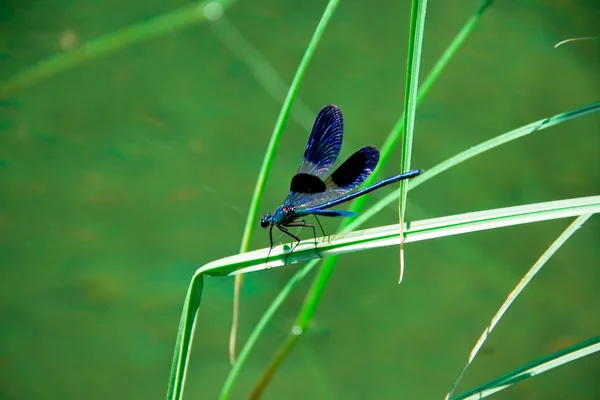 Libelle op groen blad — Stockfoto