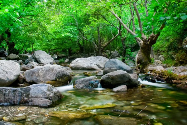 Arroyo con piedras grises y árbol — Foto de Stock