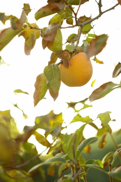 Fruits frais sur l'arbre en automne avec des feuilles — Photo