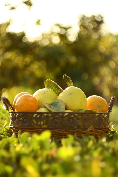 Persimmons and quinces in basket with green background — Stock Photo, Image