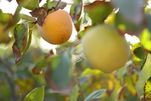 Fresh fruits on tree in autumn with leaf — Stock Photo, Image