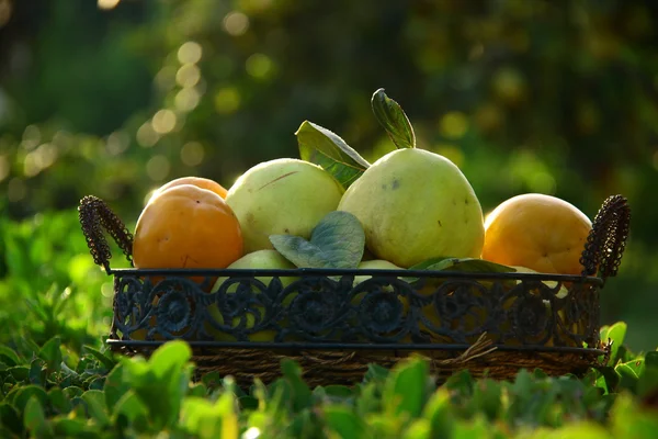 Persimmons and quinces in basket with green background — Stock Photo, Image