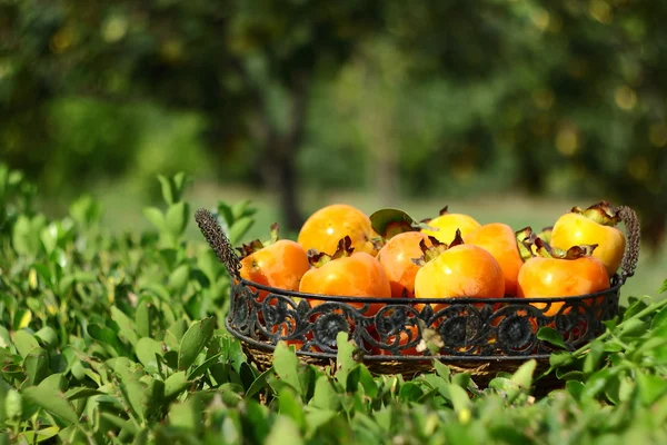 Persimmon in basket with green background — Stock Photo, Image