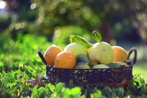Persimmons and quinces in basket with green background — Stock Photo, Image