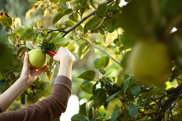 Gathering fresh fruits from tree — Stock Photo, Image