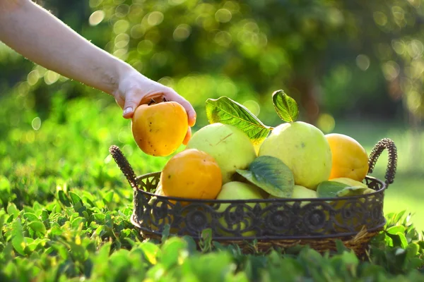 Quinces and persimmons in basket — Stock Photo, Image