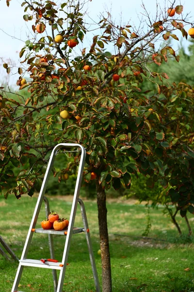 Picking fruits from tree — Stock Photo, Image