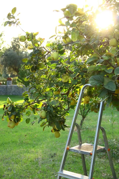 Picking fruits from tree — Stock Photo, Image