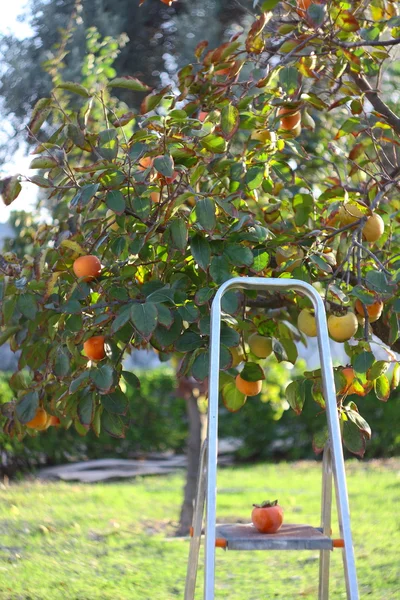 Sběr ovoce ze stromu — Stock fotografie