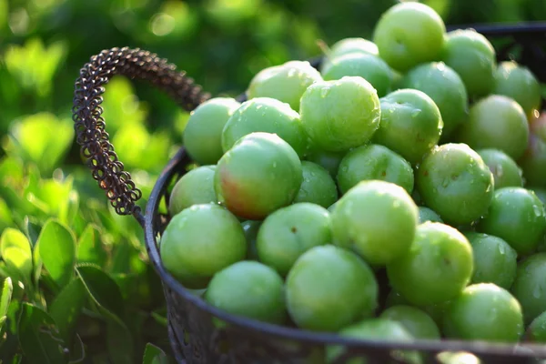 Ciruelas verdes en cesta — Foto de Stock