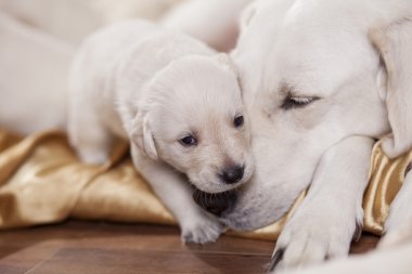 Geri almak anne köpek yavrusu