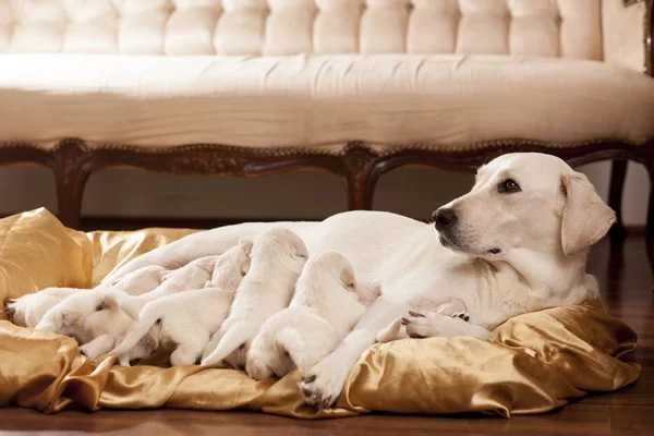 Cane con i suoi bambini — Foto Stock